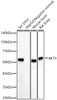 Western blot analysis of various lysates, using AKT3 antibody (CAB22738) at 1:60000 dilution. Secondary antibody: HRP Goat Anti-Rabbit IgG (H+L) at 1:10000 dilution. Lysates/proteins: 25μg per lane. Blocking buffer: 3% nonfat dry milk in TBST.