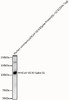 Western blot analysis of various lysates, using HCoV-OC43 Spike S1 antibody (CAB22739) at 1:8000 dilution. Secondary antibody: HRP Goat Anti-Rabbit IgG (H+L) at 1:10000 dilution. Lysates/proteins: 25μg per lane. Blocking buffer: 3% nonfat dry milk in TBST.