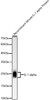 Western blot analysis of Recombinant Mouse IL-1 alpha Protein, using IL-1 alpha antibody (CAB22766) at 1:10000 dilution. Secondary antibody: HRP Goat Anti-Rabbit IgG (H+L) at 1:10000 dilution. Lysates/proteins: 25μg per lane. Blocking buffer: 3% nonfat dry milk in TBST.