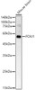 Western blot analysis of Mouse brain, using FOXJ1 antibody (CAB23024) at 1:400 dilution. Secondary antibody: HRP Goat Anti-Rabbit IgG (H+L) at 1:10000 dilution. Lysates/proteins: 25μg per lane. Blocking buffer: 3% nonfat dry milk in TBST.