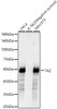 Western blot analysis of various lysates, using TAZ antibody (CAB23034) at 1:1000 dilution. Secondary antibody: HRP Goat Anti-Rabbit IgG (H+L) at 1:10000 dilution. Lysates/proteins: 25μg per lane. Blocking buffer: 3% nonfat dry milk in TBST.