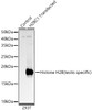Western blot analysis of 293F-H2BC1, using Histone H2B (testis specific) antibody (CAB23044) at 1:400 dilution. Secondary antibody: HRP Goat Anti-Rabbit IgG (H+L) at 1:10000 dilution. Lysates/proteins: 25μg per lane. Blocking buffer: 3% nonfat dry milk in TBST.