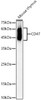 Western blot analysis of Mouse thymus, using CD47 antibody (CAB23052) at 1:900 dilution. Secondary antibody: HRP Goat Anti-Rabbit IgG (H+L) at 1:10000 dilution. Lysates/proteins: 25μg per lane. Blocking buffer: 3% nonfat dry milk in TBST.