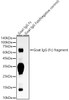 Western blot analysis of recombinant Goat IgG (Fc) fragment and Goat IgG (Fab) fragment（Negative control） , using Goat IgG (Fc) fragment antibody (CAB23074) at 1:5000 dilution. Secondary antibody: HRP Goat Anti-Rabbit IgG (H+L) at 1:10000 dilution. Lysates/proteins: 10ng per lane. Blocking buffer: 3% nonfat dry milk in TBST.