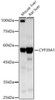 Western blot analysis of various lysates, using CYP39A1 Rabbit pAb (CAB23146) at 1:2000 dilution. Secondary antibody: HRP Goat Anti-Rabbit IgG (H+L) at 1:10000 dilution. Lysates/proteins: 25μg per lane. Blocking buffer: 3% nonfat dry milk in TBST.