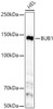 Western blot analysis of HEL, using BUB1 Rabbit mAb (CAB23198) at 1:1000 dilution. Secondary antibody: HRP Goat Anti-Rabbit IgG (H+L) at 1:10000 dilution. Lysates/proteins: 25μg per lane. Blocking buffer: 3% nonfat dry milk in TBST.