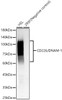 Western blot analysis of various lysates, using CD226/DNAM-1 Rabbit mAb (CAB23200) at 1:1000 dilution. Secondary antibody: HRP Goat Anti-Rabbit IgG (H+L) at 1:10000 dilution. Lysates/proteins: 25μg per lane. Blocking buffer: 3% nonfat dry milk in TBST.