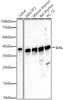 Western blot analysis of various lysates, using [KO Validated] IκBα Rabbit pAb (CAB23223) at 1:2000 dilution. Secondary antibody: HRP Goat Anti-Rabbit IgG (H+L) at 1:10000 dilution. Lysates/proteins: 25μg per lane. Blocking buffer: 3% nonfat dry milk in TBST.