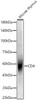 Western blot analysis of Mouse thymus, using CD4 Rabbit pAb (CAB23259) at 1:500 dilution. Secondary antibody: HRP Goat Anti-Rabbit IgG (H+L) at 1:10000 dilution. Lysates/proteins: 25μg per lane. Blocking buffer: 3% nonfat dry milk in TBST.