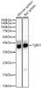 Western blot analysis of various lysates, using Tgfb1 Rabbit pAb (CAB23262) at 1:2500 dilution. Secondary antibody: HRP Goat Anti-Rabbit IgG (H+L) at 1:10000 dilution. Lysates/proteins: 25μg per lane. Blocking buffer: 3% nonfat dry milk in TBST.