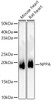 Western blot analysis of various lysates, using NPPA Rabbit pAb (CAB23268) at 1:500 dilution. Secondary antibody: HRP Goat Anti-Rabbit IgG (H+L) at 1:10000 dilution. Lysates/proteins: 25μg per lane. Blocking buffer: 3% nonfat dry milk in TBST.