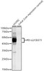 Western blot analysis of various lysates, using PD-L2/CD273 Rabbit mAb (CAB23287) at 1:1000 dilution. Secondary antibody: HRP Goat Anti-Rabbit IgG (H+L) at 1:10000 dilution. Lysates/proteins: 25μg per lane. Blocking buffer: 3% nonfat dry milk in TBST.