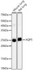 Western blot analysis of various lysates, using AQP5 Rabbit mAb (CAB23292) at 1:2000 dilution. Secondary antibody: HRP Goat Anti-Rabbit IgG (H+L) at 1:10000 dilution. Lysates/proteins: 25μg per lane. Blocking buffer: 3% nonfat dry milk in TBST.
