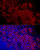 Immunofluorescence analysis of human tonsil using DARC Rabbit mAb (CAB23374) at dilution of 1:100 (40x lens). Blue: DAPI for nuclear staining. Perform high pressure antigen retrieval with 10 mM citrate buffer pH 6. 0 before commencing with IF staining protocol.