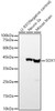 Western blot analysis of various lysates, using SOX1 antibody (CAB23447) at 1:2000 dilution. Secondary antibody: HRP Goat Anti-Rabbit IgG (H+L) at 1:10000 dilution. Lysates/proteins: 25μg per lane. Blocking buffer: 3% nonfat dry milk in TBST.