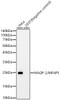 Western blot analysis of various lysates, using MAGP-2/MFAP5 Rabbit mAb antibody (CAB23529) at 1:1000 dilution. Secondary antibody: HRP Goat Anti-Rabbit IgG (H+L) at 1:10000 dilution. Lysates/proteins: 25μg per lane. Blocking buffer: 3% nonfat dry milk in TBST.