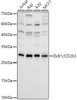 Western blot analysis of various lysates, using DcR1 / CD263 Rabbit mAb (CAB23554) at 1:800 dilution. Secondary antibody: HRP Goat Anti-Rabbit IgG (H+L) at 1:10000 dilution. Lysates/proteins: 25μg per lane. Blocking buffer: 3% nonfat dry milk in TBST.