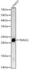 Western blot analysis of HepG2, using TIMM22 Rabbit mAb (CAB23557) at 1:1000 dilution. Secondary antibody: HRP Goat Anti-Rabbit IgG (H+L) at 1:10000 dilution. Lysates/proteins: 25μg per lane. Blocking buffer: 3% nonfat dry milk in TBST.