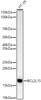 Western blot analysis of HT-29, using BCL2L15 Rabbit mAb (CAB23570) at 1:1000 dilution. Secondary antibody: HRP Goat Anti-Rabbit IgG (H+L) at 1:10000 dilution. Lysates/proteins: 25μg per lane. Blocking buffer: 3% nonfat dry milk in TBST.