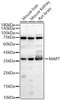 Western blot analysis of various lysates, using MAPT Rabbit pAb (CAB23656) at 1:900 dilution. Secondary antibody: HRP Goat Anti-Rabbit IgG (H+L) at 1:10000 dilution. Lysates/proteins: 25ug per lane. Blocking buffer: 3% nonfat dry milk in TBST.