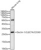 Western blot analysis of Mouse lung, using Dectin-1/CLEC7A/CD369 Rabbit pAb (CAB23668) at 1:1000 dilution. Secondary antibody: HRP Goat Anti-Rabbit IgG (H+L) at 1:10000 dilution. Lysates/proteins: 25μg per lane. Blocking buffer: 3% nonfat dry milk in TBST.