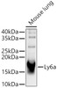 Western blot analysis of Mouse lung, using Ly6a Rabbit pAb (CAB23672) at 1:2000 dilution. Secondary antibody: HRP Goat Anti-Rabbit IgG (H+L) at 1:10000 dilution. Lysates/proteins: 25μg per lane. Blocking buffer: 3% nonfat dry milk in TBST.