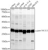 Western blot analysis of various lysates, using pan 14-3-3 Rabbit pAb (CAB23674) at 1:1000 dilution. Secondary antibody: HRP Goat Anti-Rabbit IgG (H+L) at 1:10000 dilution. Lysates/proteins: 25μg per lane. Blocking buffer: 3% nonfat dry milk in TBST.
