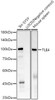 Western blot analysis of various lysates, using TLE4 Rabbit mAb (CAB23693) at 1:1000 dilution. Secondary antibody: HRP Goat Anti-Rabbit IgG (H+L) at 1:10000 dilution. Lysates/proteins: 25μg per lane. Blocking buffer: 3% nonfat dry milk in TBST.