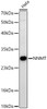 Western blot analysis of Hela, using NNMT Rabbit mAb (CAB23786) at 1:2000 dilution. Secondary antibody: HRP Goat Anti-Rabbit IgG (H+L) at 1:10000 dilution. Lysates/proteins: 25μg per lane. Blocking buffer: 3% nonfat dry milk in TBST.