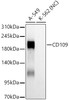 Western blot analysis of various lysates, using CD109 Rabbit mAb (CAB23787) at 1:1000 dilution. Secondary antibody: HRP Goat Anti-Rabbit IgG (H+L) at 1:10000 dilution. Lysates/proteins: 25μg per lane. Blocking buffer: 3% nonfat dry milk in TBST.