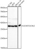 Western blot analysis of various lysates, using UCH37/UCHL5 Rabbit mAb (CAB23792) at 1:1000 dilution. Secondary antibody: HRP Goat Anti-Rabbit IgG (H+L) at 1:10000 dilution. Lysates/proteins: 25μg per lane. Blocking buffer: 3% nonfat dry milk in TBST.