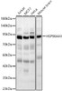 Western blot analysis of various lysates, using HSP90AA1 Rabbit pAb (CAB23880) at 1:500 dilution. Secondary antibody: HRP Goat Anti-Rabbit IgG (H+L) at 1:10000 dilution. Lysates/proteins: 25ug per lane. Blocking buffer: 3% nonfat dry milk in TBST.