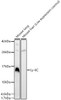 Western blot analysis of various lysates, using Ly-6C Rabbit pAb (CAB23885) at 1:3000 dilution. Secondary antibody: HRP Goat Anti-Rabbit IgG (H+L) at 1:10000 dilution. Lysates/proteins: 25ug per lane. Blocking buffer: 3% nonfat dry milk in TBST.
