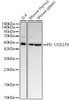 Western blot analysis of various lysates, using PD-1/CD279 Rabbit pAb (CAB23886) at 1:400 dilution. Secondary antibody: HRP Goat Anti-Rabbit IgG (H+L) at 1:10000 dilution. Lysates/proteins: 25ug per lane. Blocking buffer: 3% nonfat dry milk in TBST.
