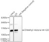 Western blot analysis of various lysates, using DiMethyl-Histone H4-K20 Rabbit pAb (CAB23888) at 1:400 dilution. Secondary antibody: HRP Goat Anti-Rabbit IgG (H+L) at 1:10000 dilution. Lysates/proteins: 25ug per lane. Blocking buffer: 3% nonfat dry milk in TBST.