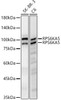 Western blot analysis of various lysates, using RPS6KA5 Rabbit mAb (CAB23891) at 1:1000 dilution. Secondary antibody: HRP Goat Anti-Rabbit IgG (H+L) at 1:10000 dilution. Lysates/proteins: 25ug per lane. Blocking buffer: 3% nonfat dry milk in TBST.