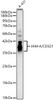 Western blot analysis of A-431, using JAM-A/CD321 Rabbit pAb (CAB23909) at 1:700 dilution. Secondary antibody: HRP Goat Anti-Rabbit IgG (H+L) at 1:10000 dilution. Lysates/proteins: 25ug per lane. Blocking buffer: 3% nonfat dry milk in TBST.