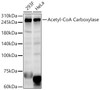 Western blot analysis of various lysates, using Acetyl-CoA Carboxylase Rabbit pAb (CAB23986) at 1:500 dilution. Secondary antibody: HRP Goat Anti-Rabbit IgG (H+L) at 1:10000 dilution. Lysates/proteins: 25μg per lane. Blocking buffer: 3% nonfat dry milk in TBST.