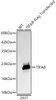 Western blot analysis of lysates from wild type (WT) and 293T transfected with TIFAB Rabbit mAb, using TIFAB Rabbit mAb (CAB24024) at 1:2000 dilution. Secondary antibody: HRP Goat Anti-Rabbit IgG (H+L) at 1:10000 dilution. Lysates/proteins: 25ug per lane. Blocking buffer: 3% nonfat dry milk in TBST.