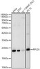 Western blot analysis of various lysates, using RPL26 Rabbit pAb (CAB24042) at 1:2000 dilution. Secondary antibody: HRP Goat Anti-Rabbit IgG (H+L) at 1:10000 dilution. Lysates/proteins: 25ug per lane. Blocking buffer: 3% nonfat dry milk in TBST.