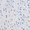 Immunohistochemistry analysis of paraffin-embedded rat brain using HP1 gamma/HP1 gamma/CBX3 Rabbit pAb (CAB24298) at dilution of 1:50 (40x lens). Perform high pressure antigen retrieval with 10 mM citrate buffer pH 6. 0 before commencing with IHC staining protocol.