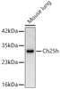 Western blot analysis of Mouse lung, using Ch25h Rabbit pAb (CAB24299) at 1:1000 dilution. Secondary antibody: HRP Goat Anti-Rabbit IgG (H+L) at 1:10000 dilution. Lysates/proteins: 25ug per lane. Blocking buffer: 3% nonfat dry milk in TBST.