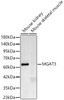Western blot analysis of various lysates, using MGAT3 Rabbit mAb (CAB24347) at 1:1000 dilution. Secondary antibody: HRP Goat Anti-Rabbit IgG (H+L) at 1:10000 dilution. Lysates/proteins: 25ug per lane. Blocking buffer: 3% nonfat dry milk in TBST.