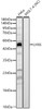 Western blot analysis of various lysates, using LHX6 Rabbit pAb (CAB24461) at 1:2000 dilution. Secondary antibody: HRP Goat Anti-Rabbit IgG (H+L) at 1:10000 dilution. Lysates/proteins: 25ug per lane. Blocking buffer: 3% nonfat dry milk in TBST.