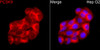 Immunofluorescence analysis of HepG2 cells using PCSK9 Rabbit pAb (CAB24478) at dilution of 1:100 (40x lens). Secondary antibody: Cy3 Goat Anti-Rabbit IgG (H+L) (AS007) at 1:500 dilution. Blue: DAPI for nuclear staining.