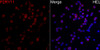 Immunofluorescence analysis of HEL cells using P2RY11 Rabbit pAb (CAB24482) at dilution of 1:100 (40x lens). Blue: DAPI for nuclear staining.