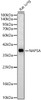 Western blot analysis of Rat lung, using NAPSA Rabbit pAb (CAB24485) at 1:2000 dilution. Secondary antibody: HRP Goat Anti-Rabbit IgG (H+L) at 1:10000 dilution. Lysates/proteins: 25ug per lane. Blocking buffer: 3% nonfat dry milk in TBST.