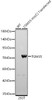Western blot analysis of lysates from wild type (WT) and 293T cells transfected with TGM3 using TGM3 Rabbit pAb (CAB24495) at 1:2000 dilution. Secondary antibody:HRP Goat Anti-Rabbit IgG (H+L) at 1:10000 dilution. Lysates / proteins: 25 μg per lane. Blocking buffer: 3 % nonfat dry milk in TBST. Detection:ECL Basic Kit (RM00020). Exposuretime: 10s.