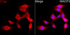 Immunofluorescence analysis of NIH/3T3 cells using C1qa Rabbit pAb (CAB24519) at dilution of 1:300 (40x lens). Secondary antibody: Cy3 Goat Anti-Rabbit IgG (H+L) (AS007) at 1:500 dilution. Blue: DAPI for nuclear staining.