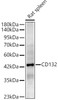 Western blot analysis of Rat spleen, using CD132 Rabbit pAb (CAB24525) at 1:2000 dilution. Secondary antibody: HRP Goat Anti-Rabbit IgG (H+L) at 1:10000 dilution. Lysates/proteins: 25ug per lane. Blocking buffer: 3% nonfat dry milk in TBST.